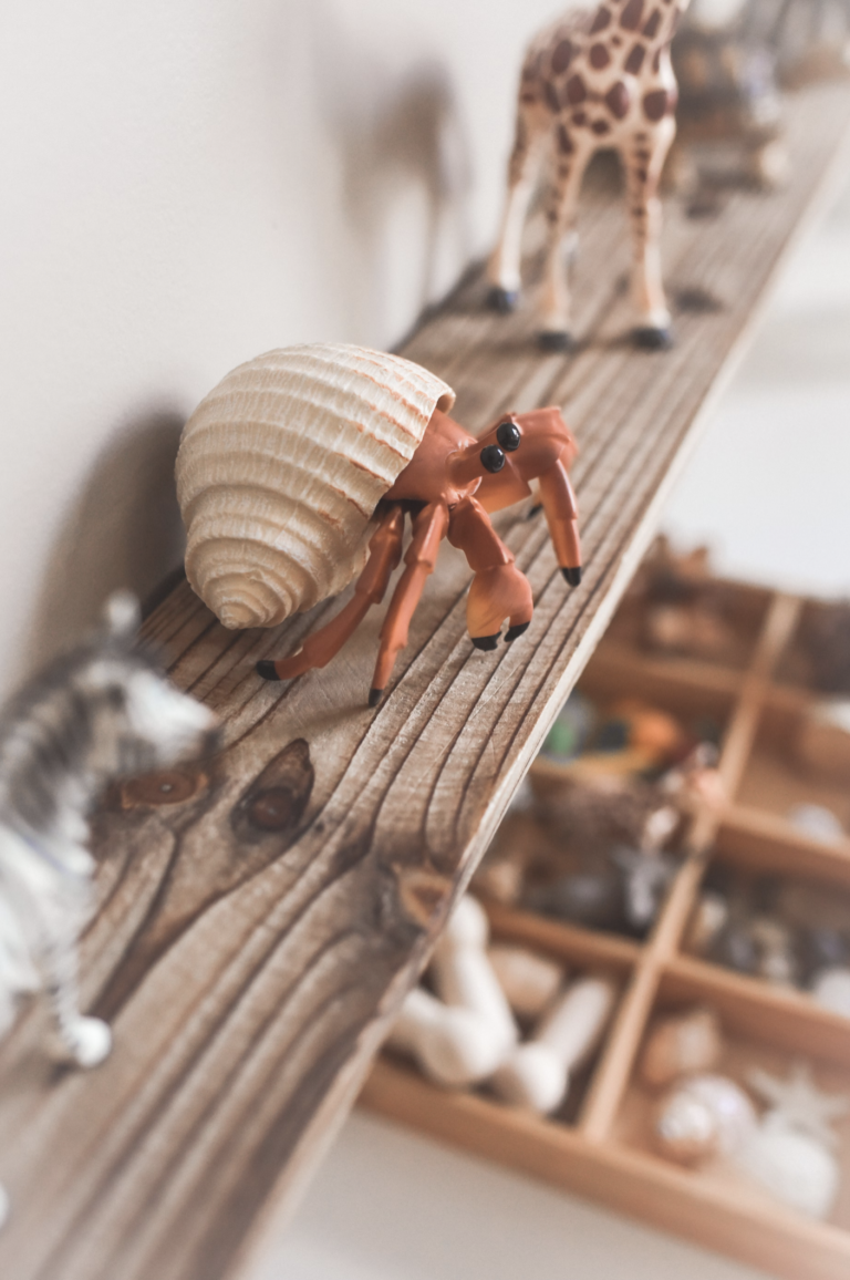 hermit crab and wooden toys